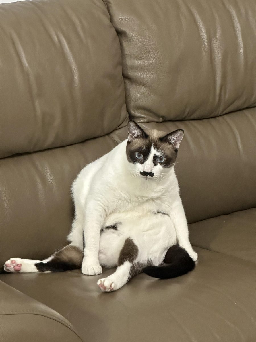 котик 2