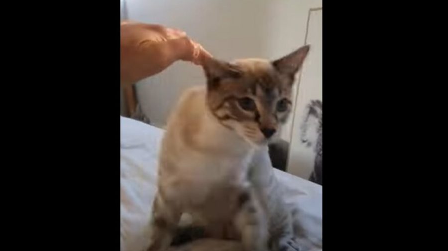 котик 4