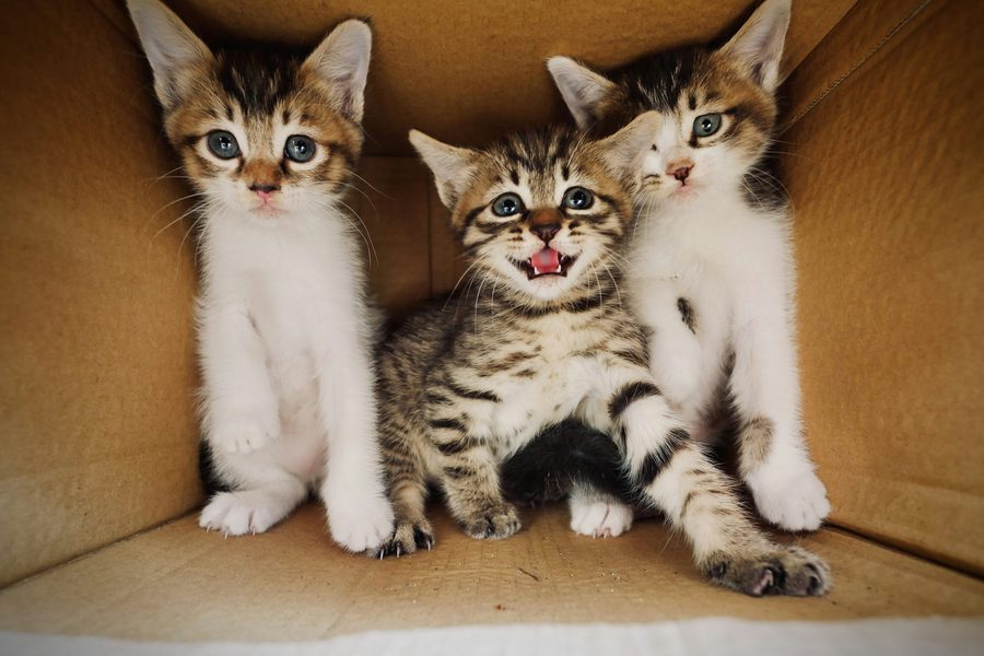 котёнок учится